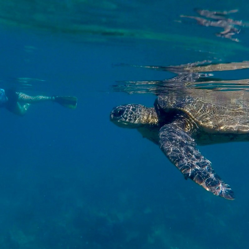 Fishes & Turtles Oh My! A Maui Snorkel Guide