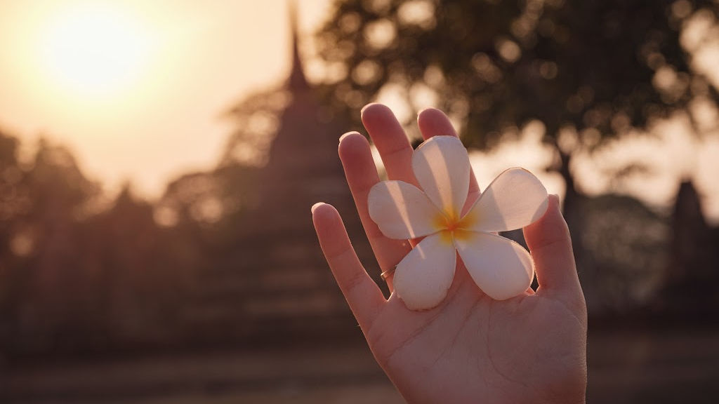 photo of a hand holding a plumeria blossom 