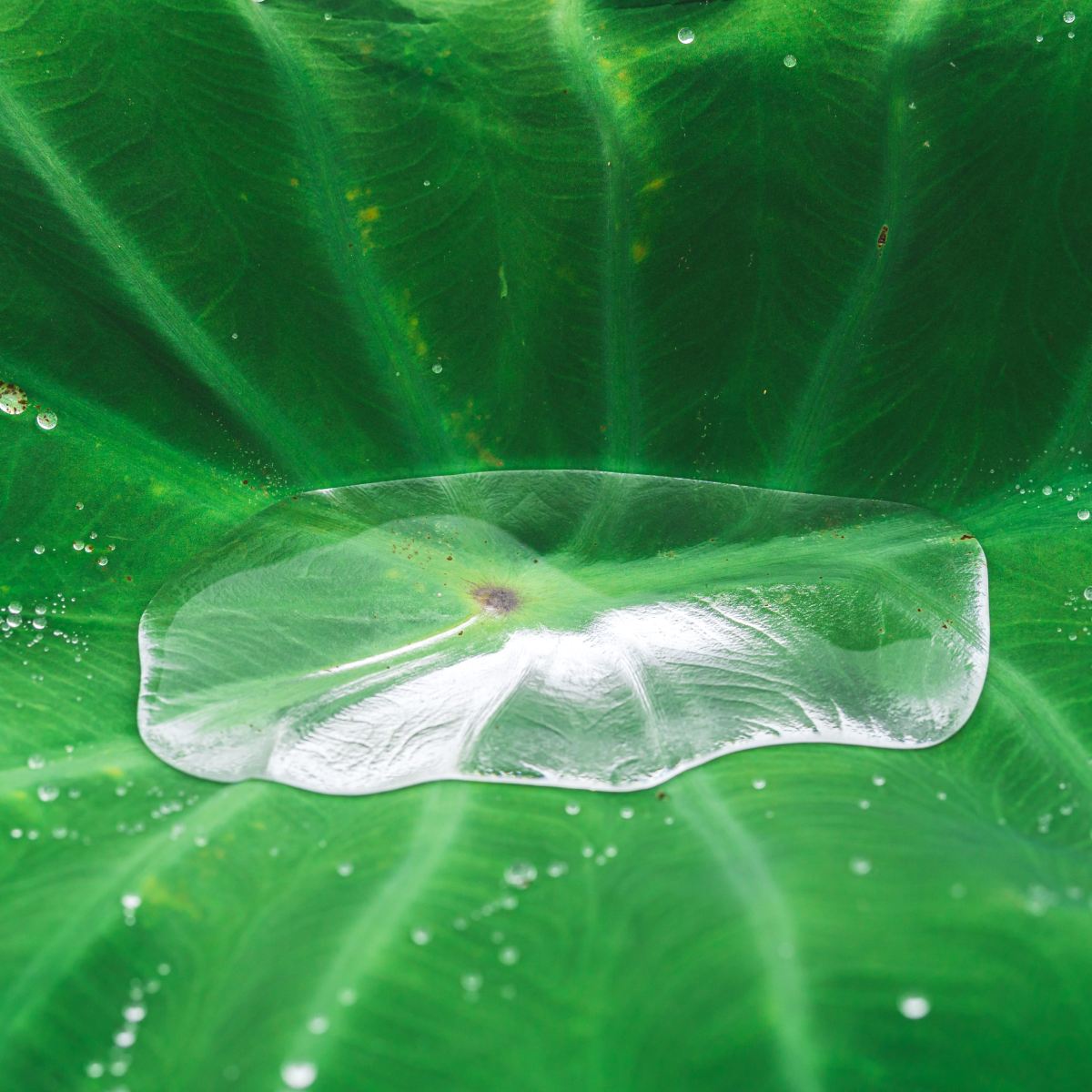 Enrich your visit to Maui